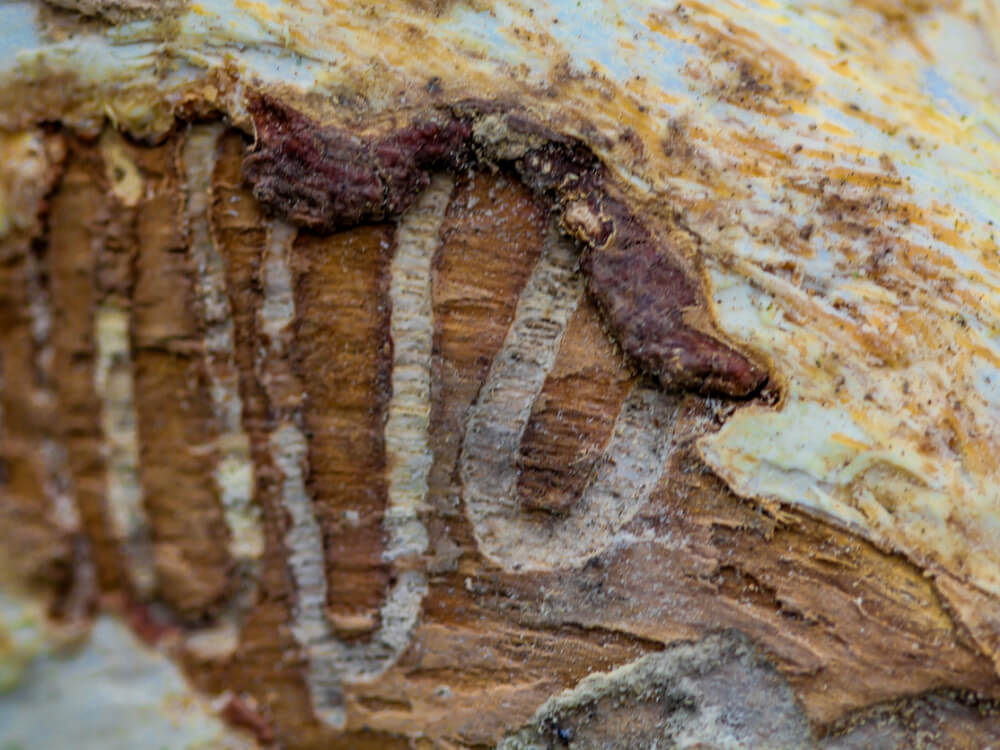 ash borer trail