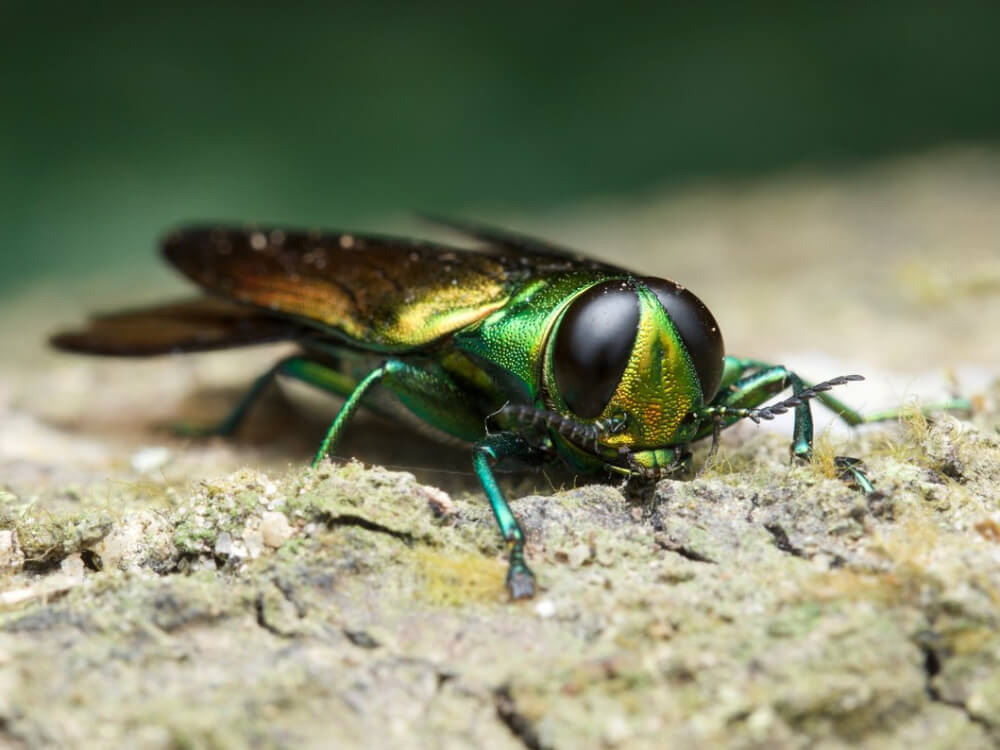 emerald ash borer