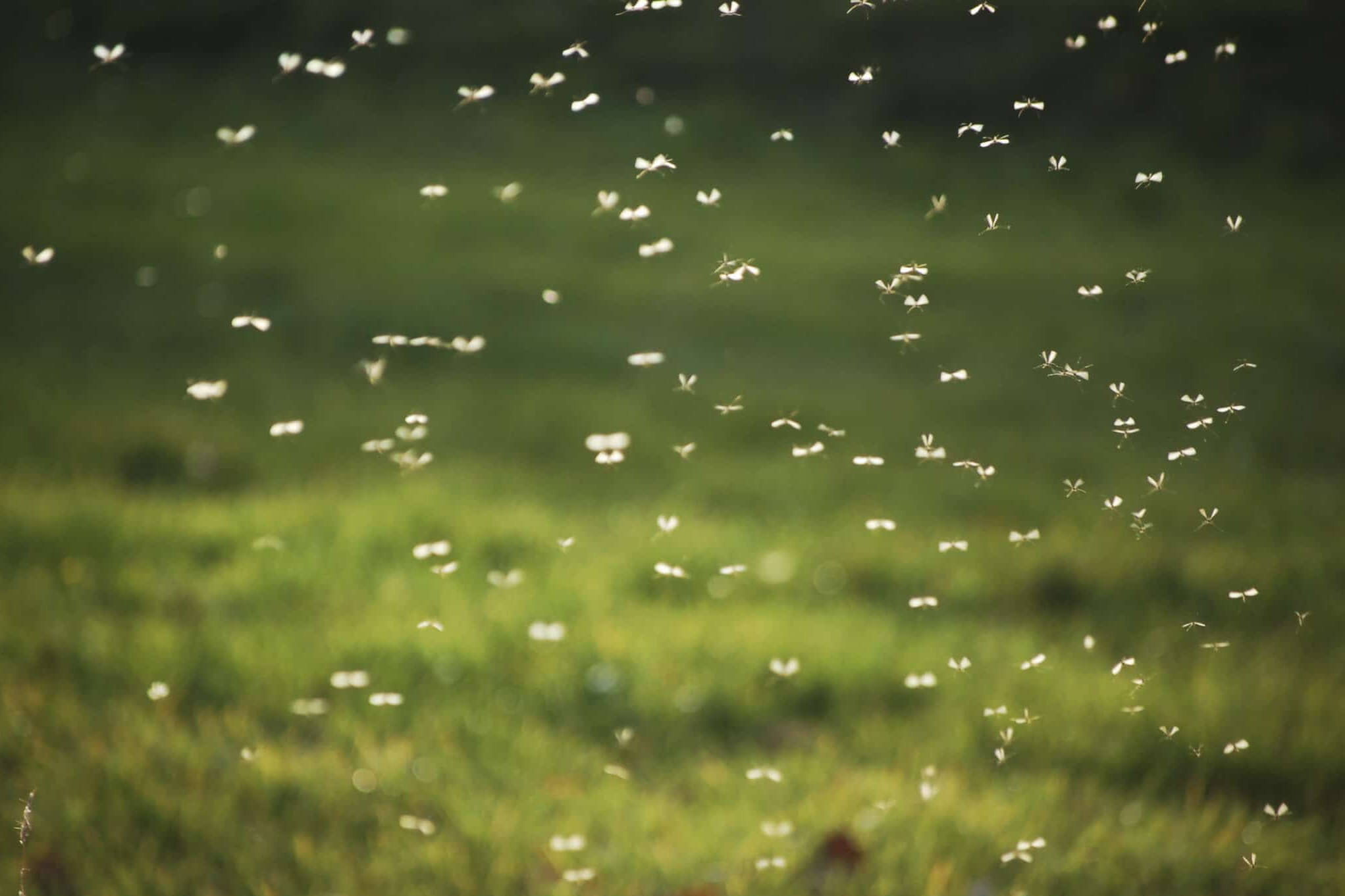 mosquito swarm