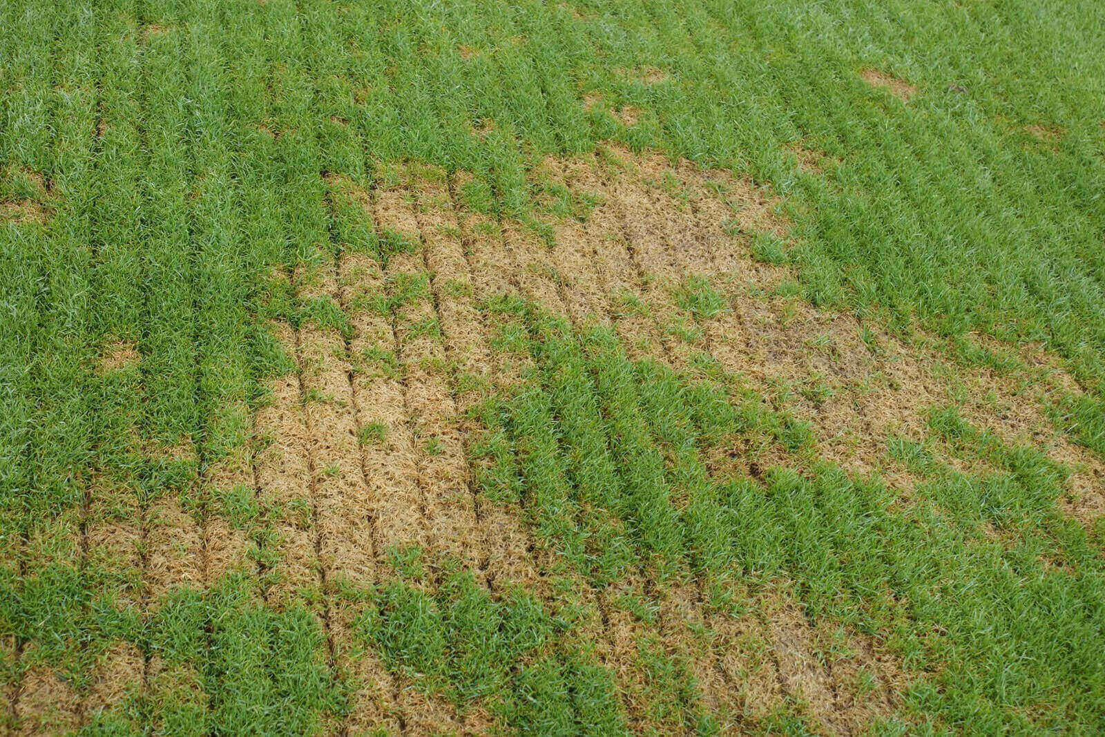 grass dead spot