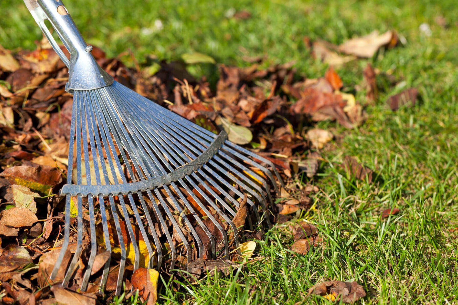 raking leaves
