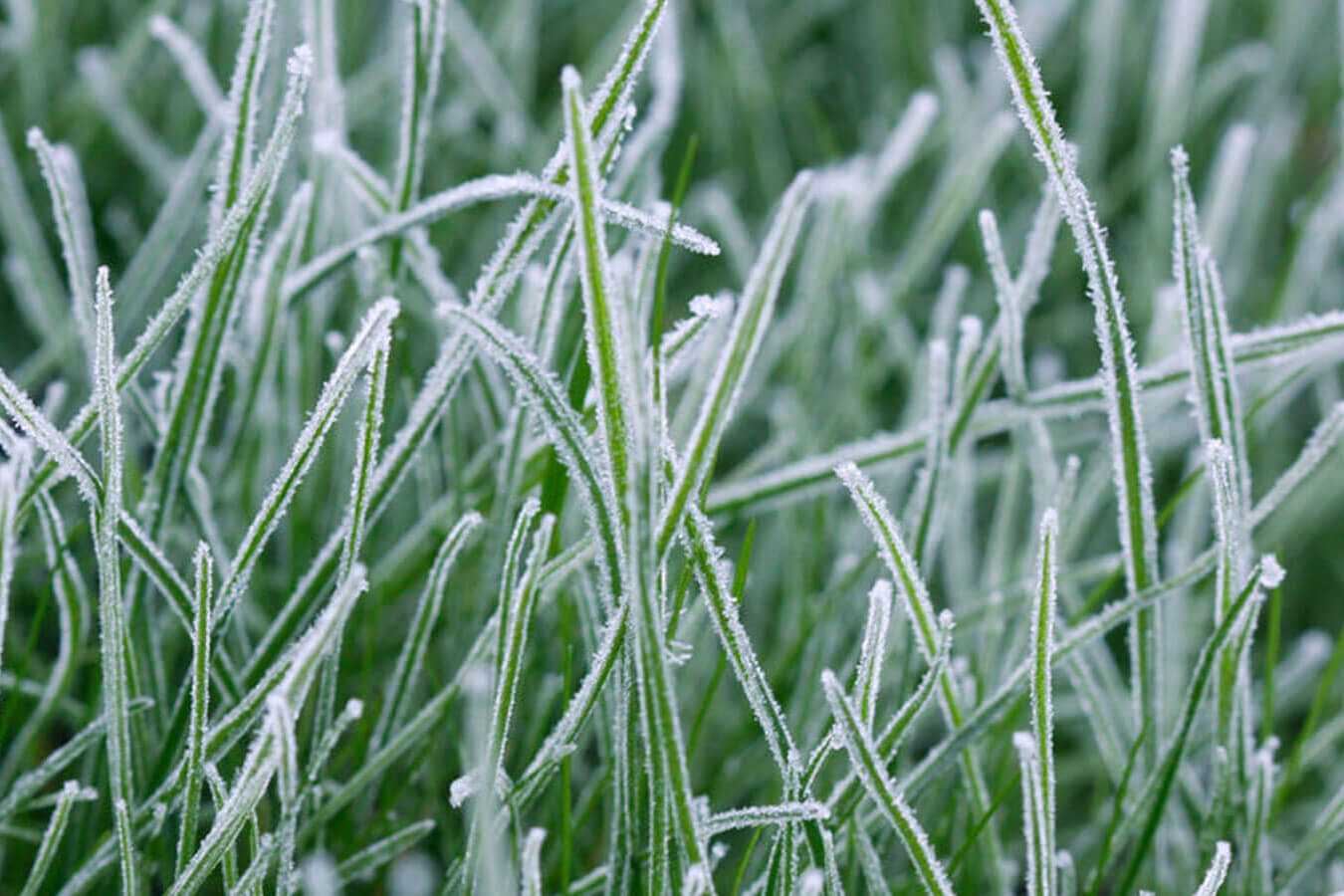 frozen grass