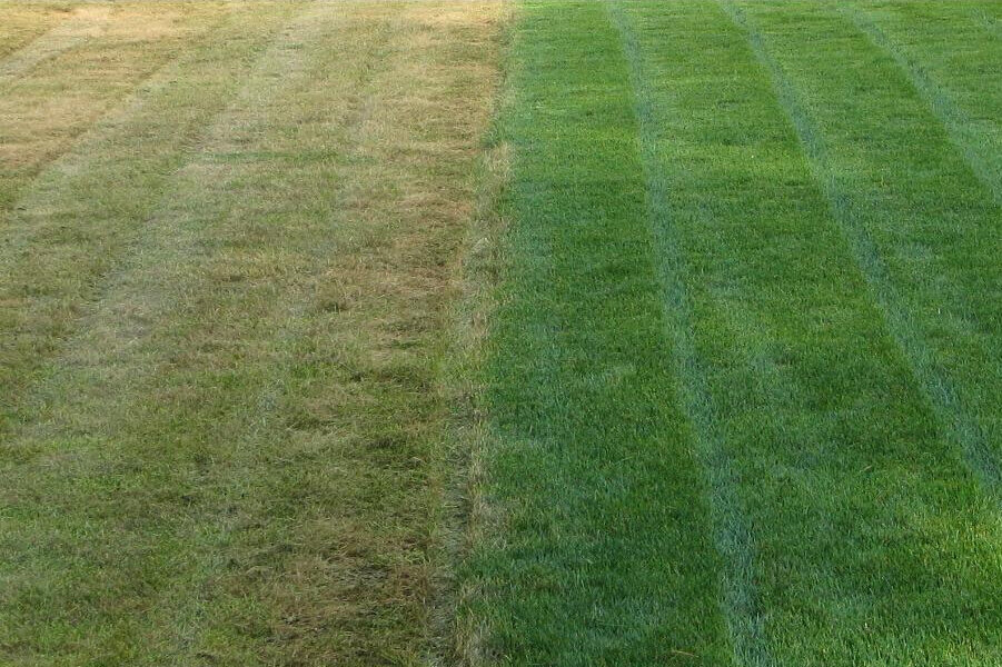 grass before and after
