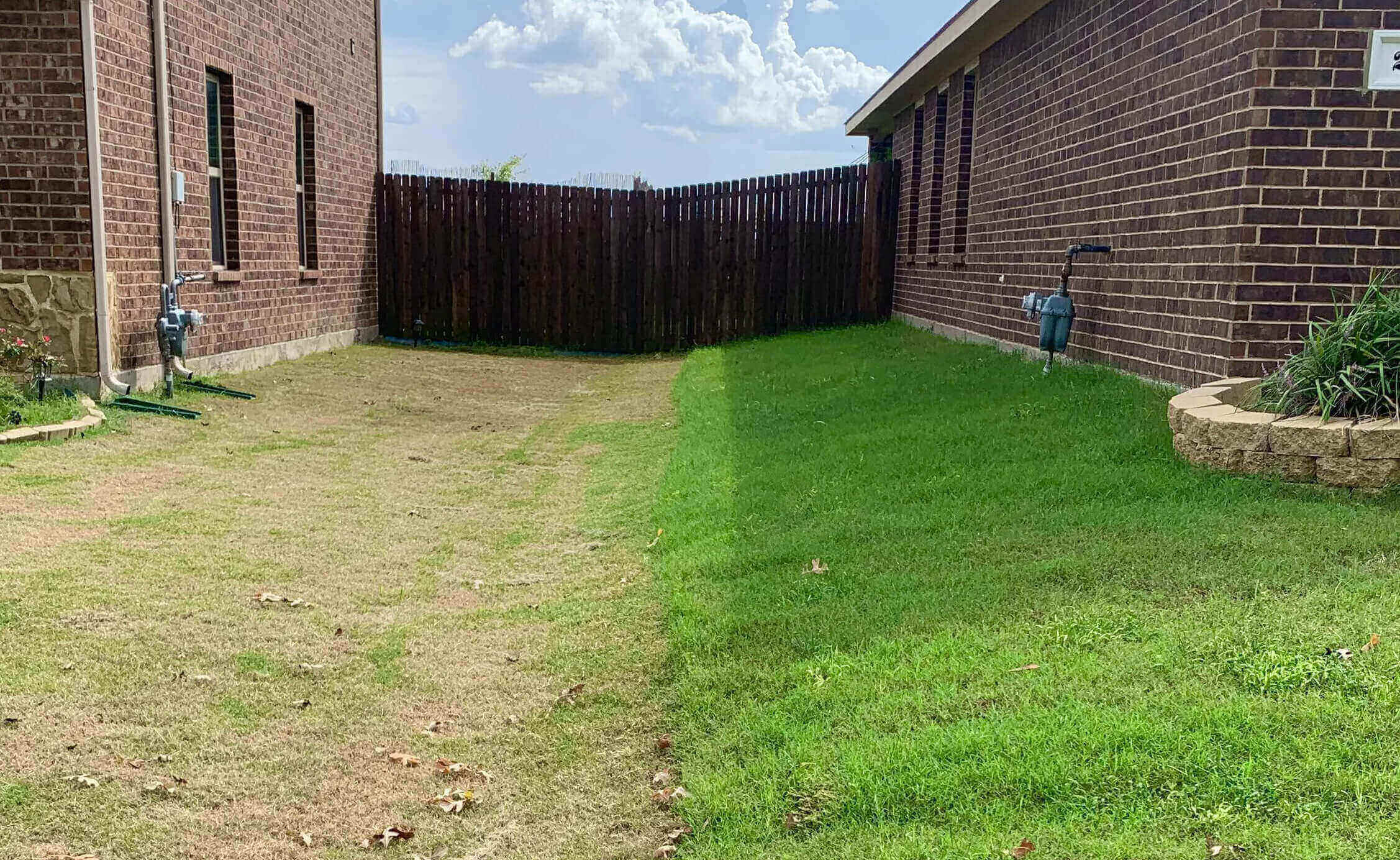 unhealthy vs healthy lawn