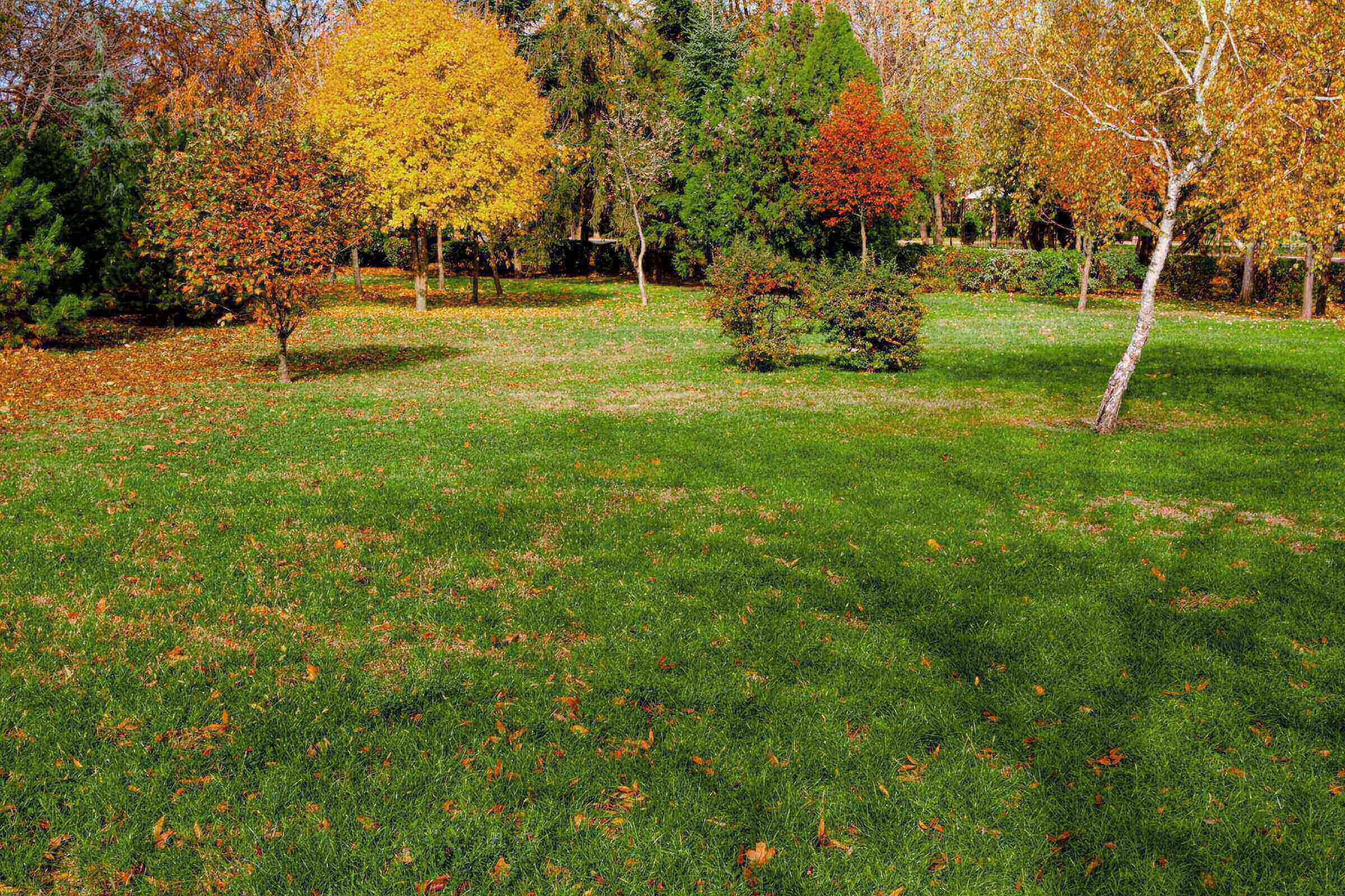 lawn during fall