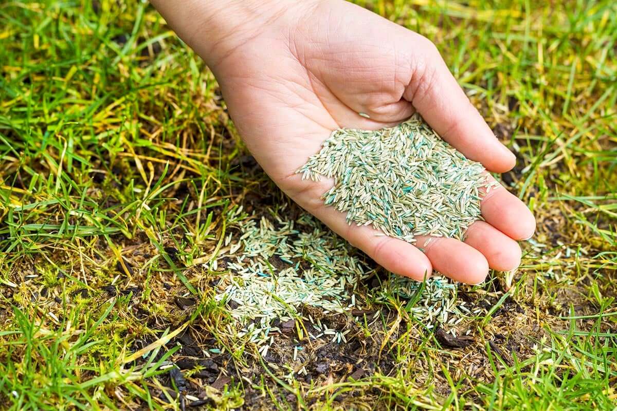 grass seeds