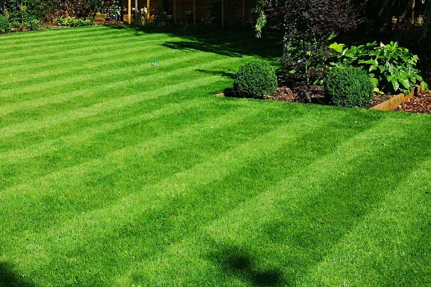 healthy lawn