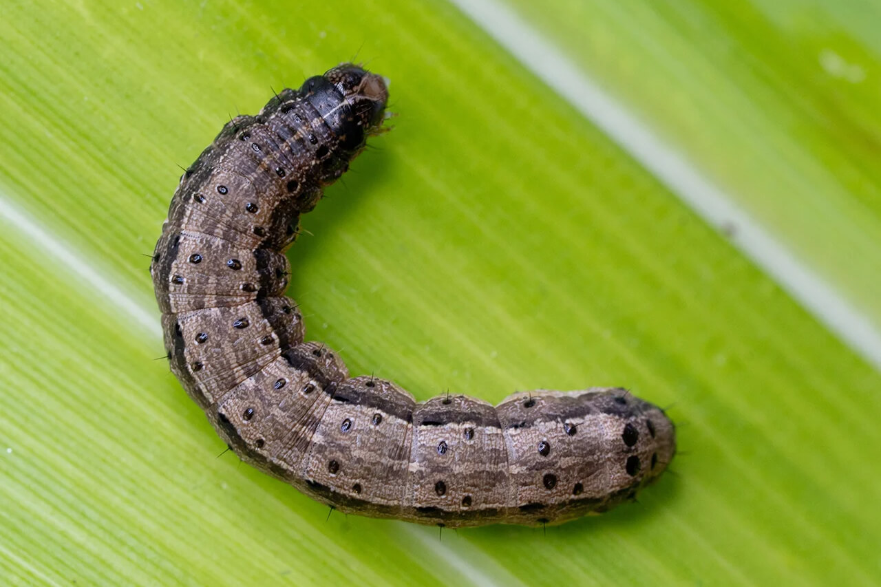 armyworm on leaf