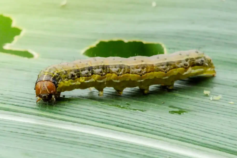 armyworm on leaf
