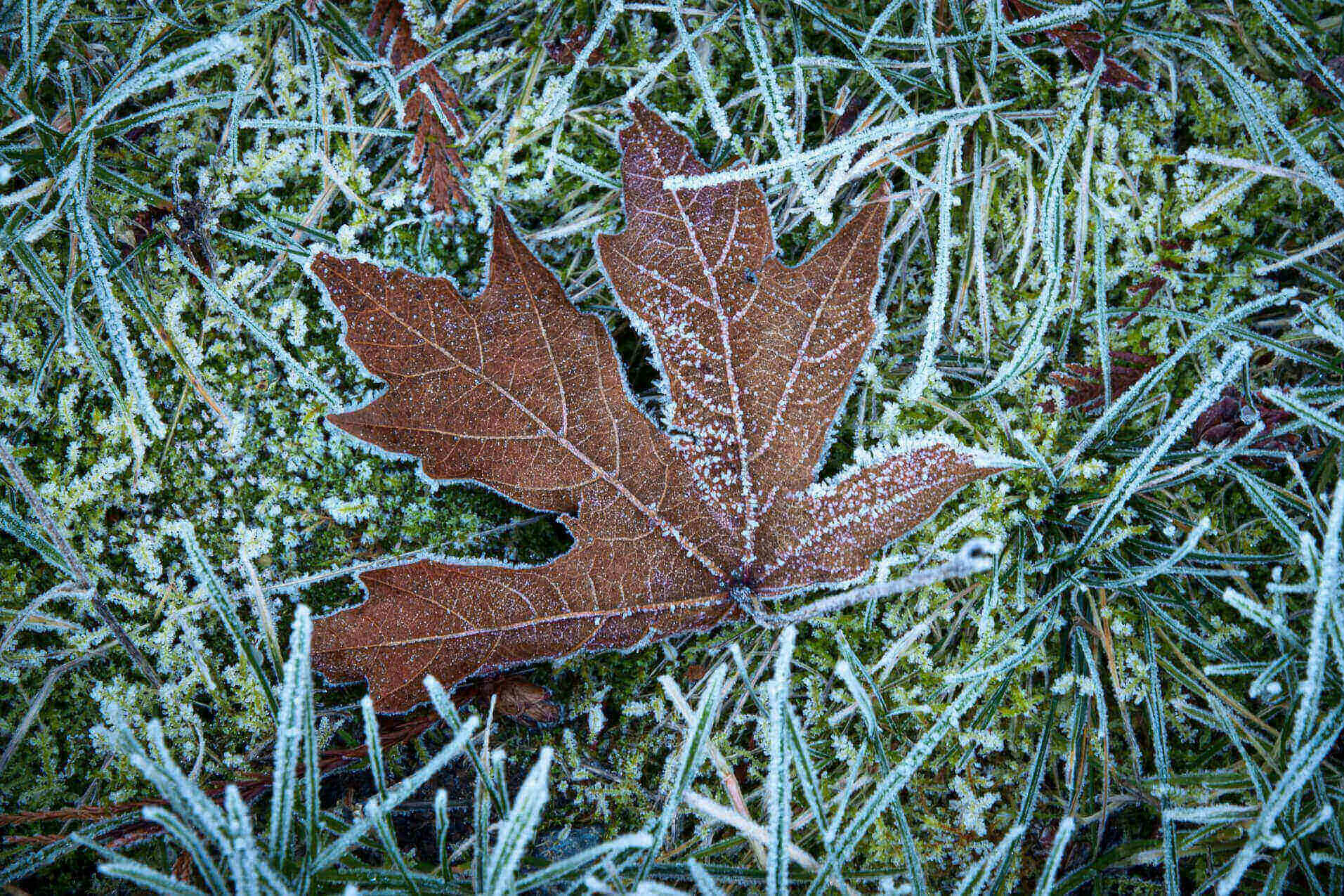 frozen leaf