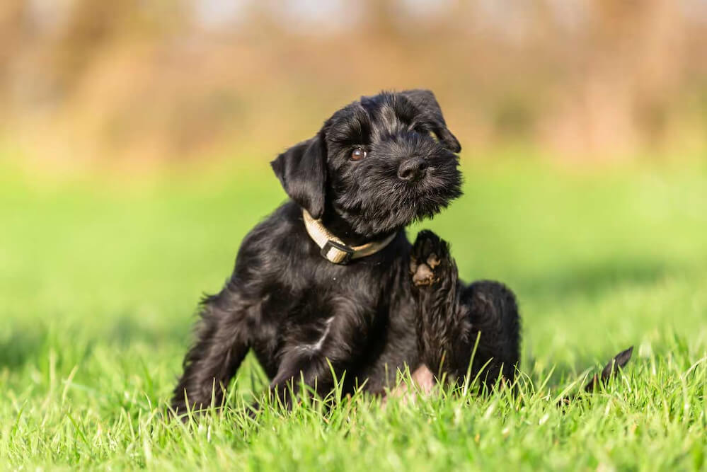 dog with fleas