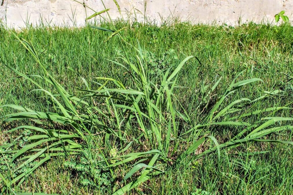 crabgrass