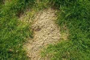 dead spot