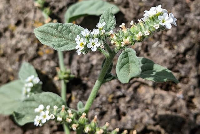 heliotrope
