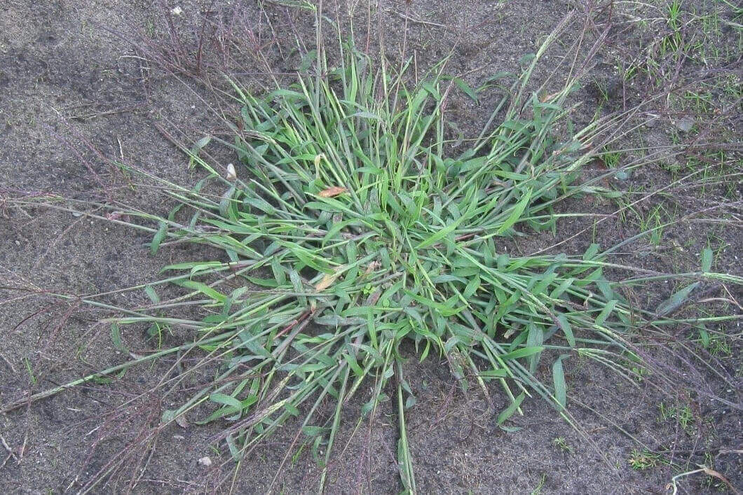 crab grass