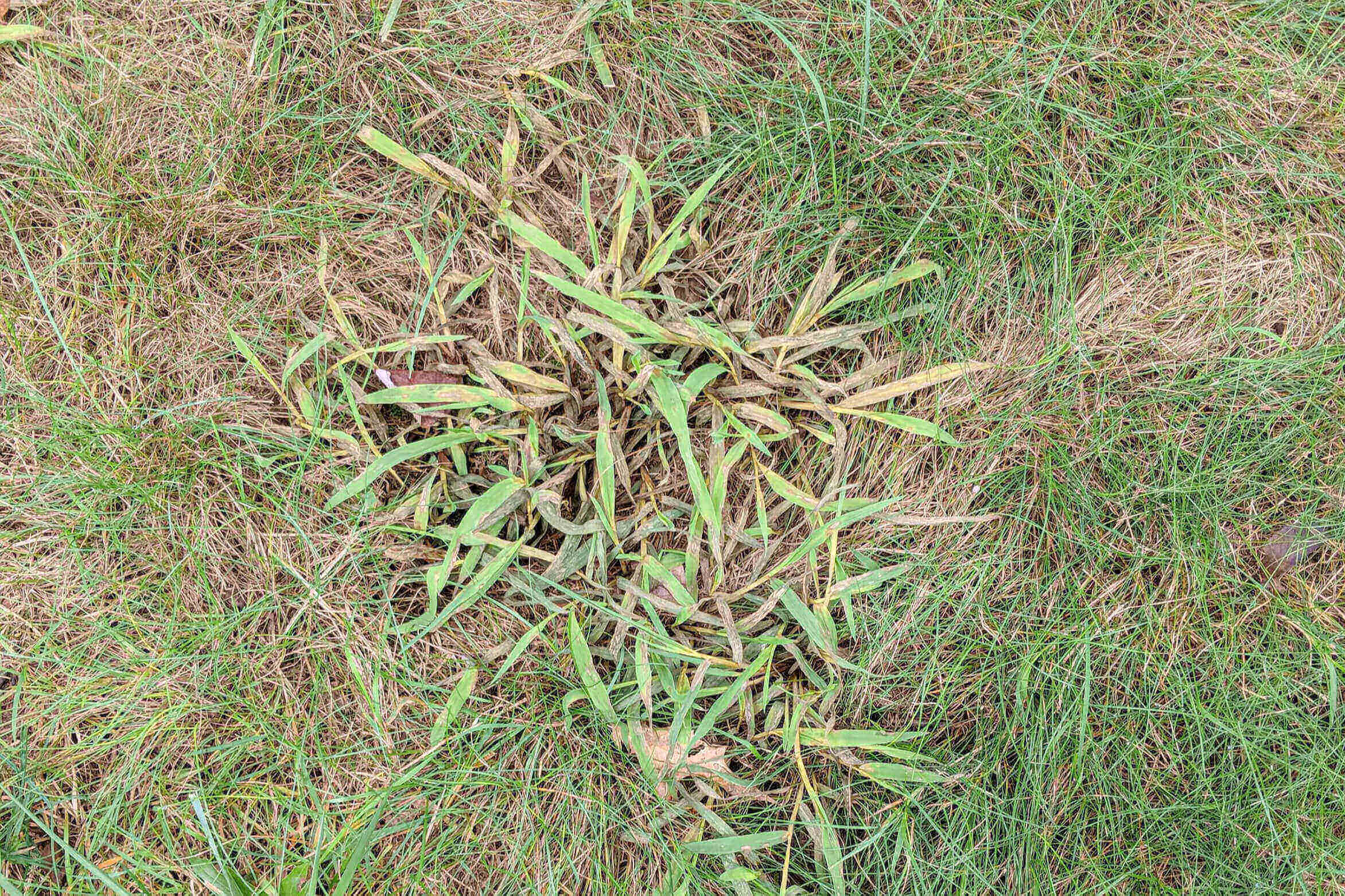 crab grass