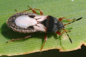 cinch bugs