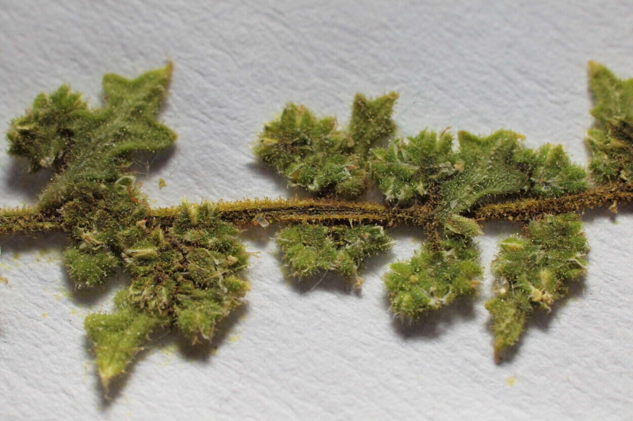 clammy goosefoot