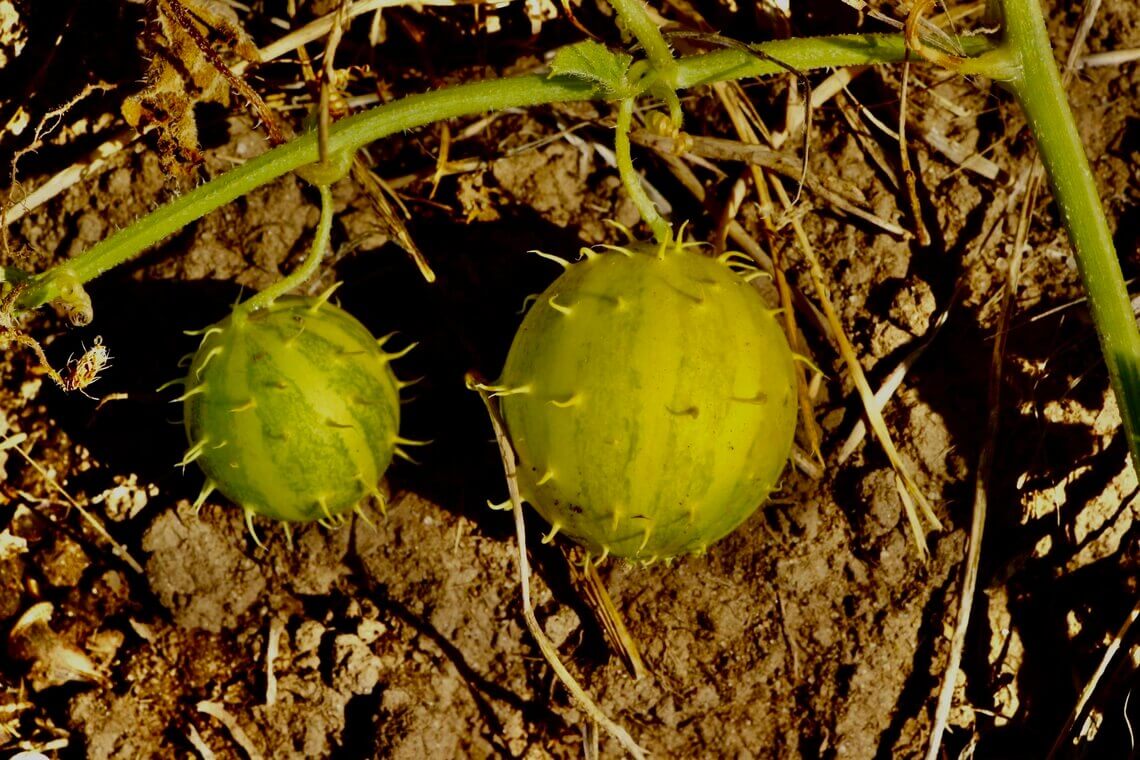 paddy melons