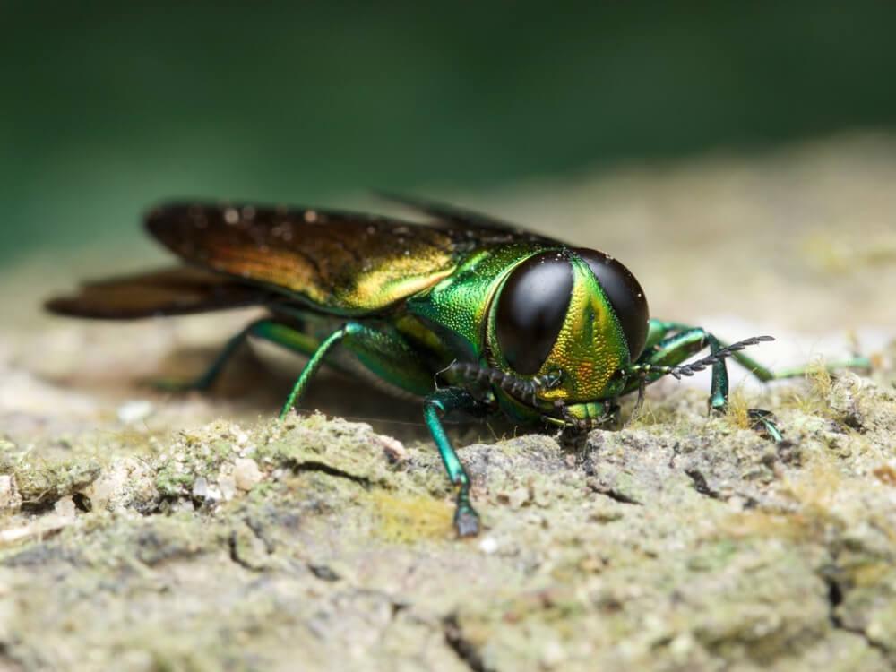 emerald ash borer