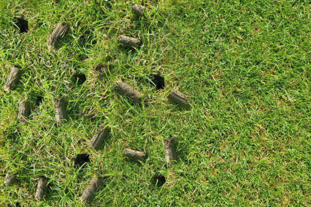 lawn cores