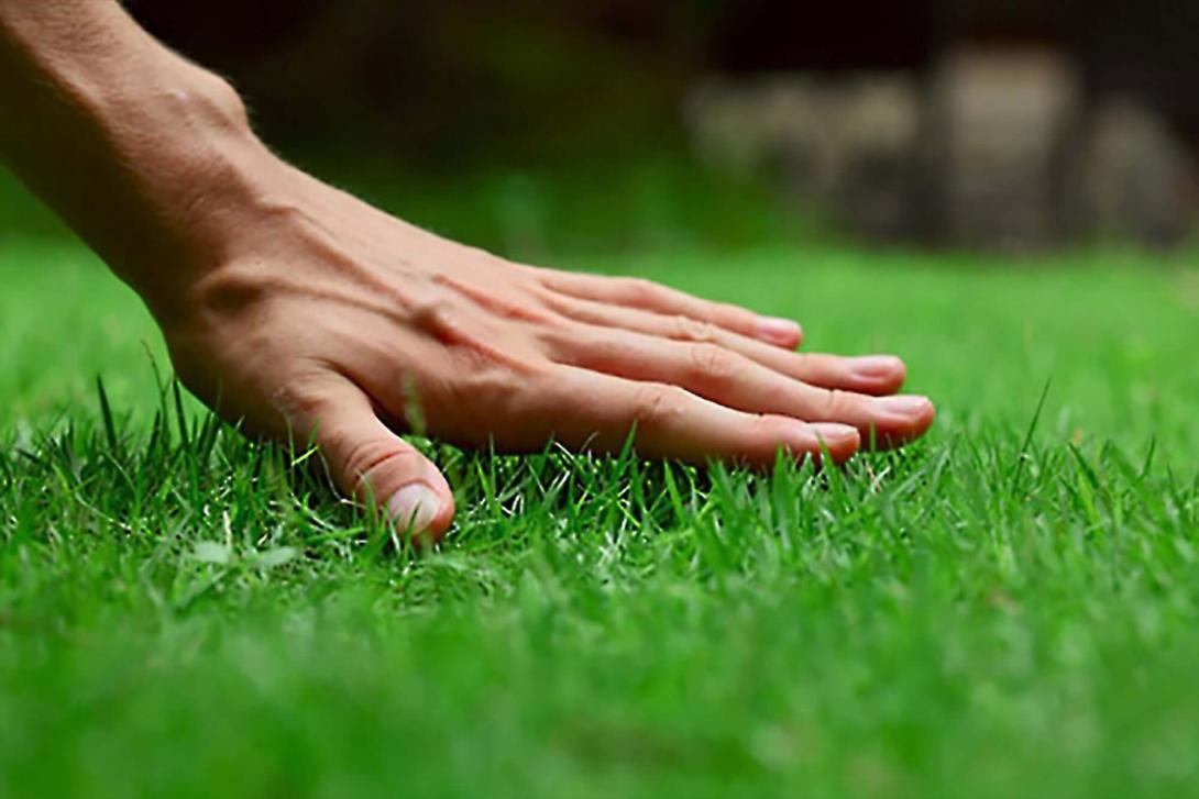 lawn