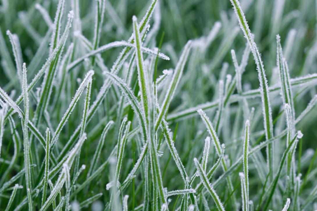 frozen grass
