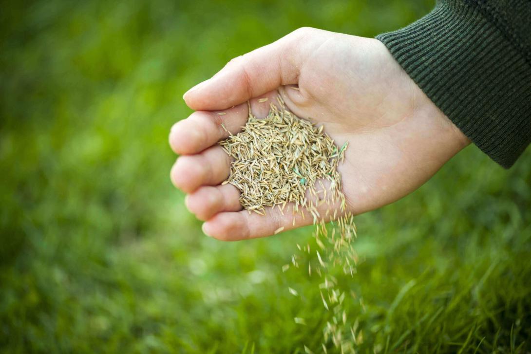 grass seed