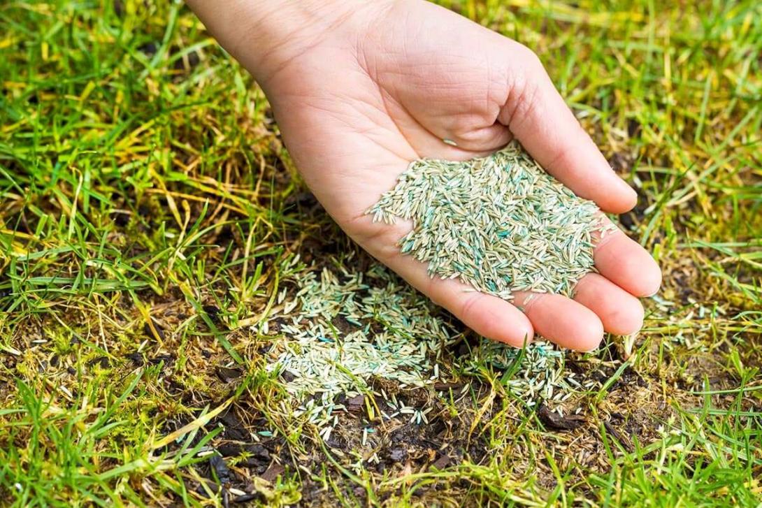 grass seeds
