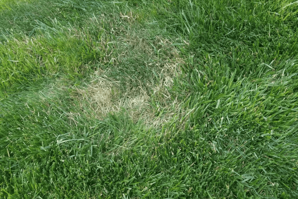 brown spot