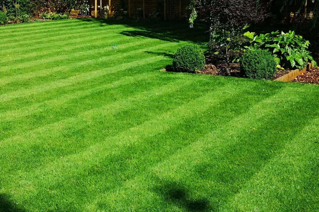 healthy lawn