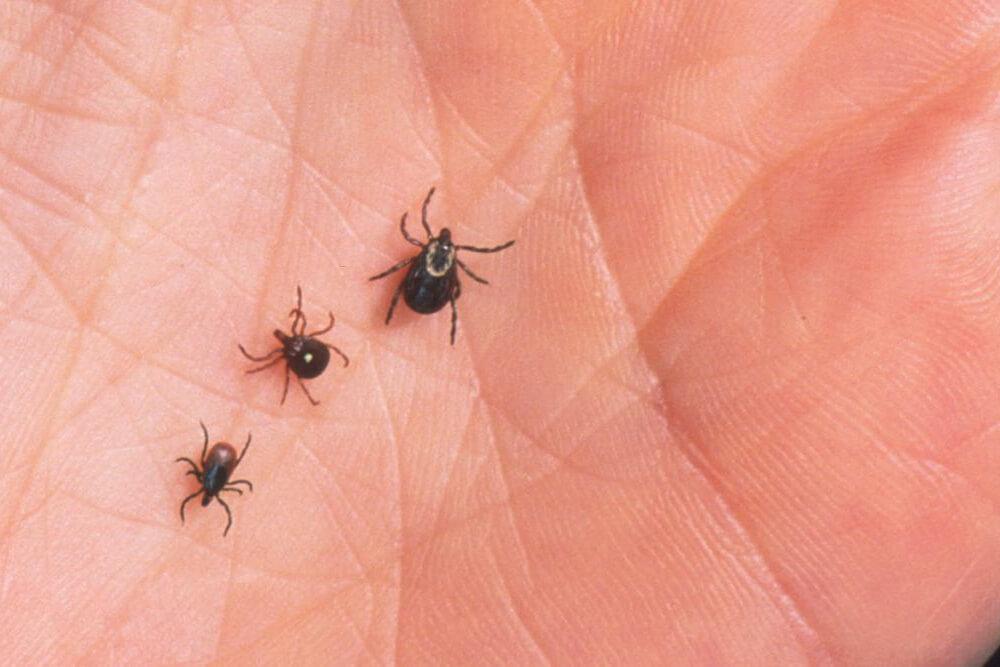 ticks