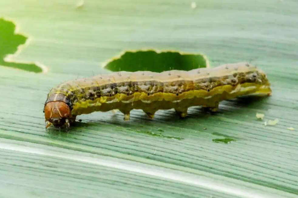 armyworm on leaf