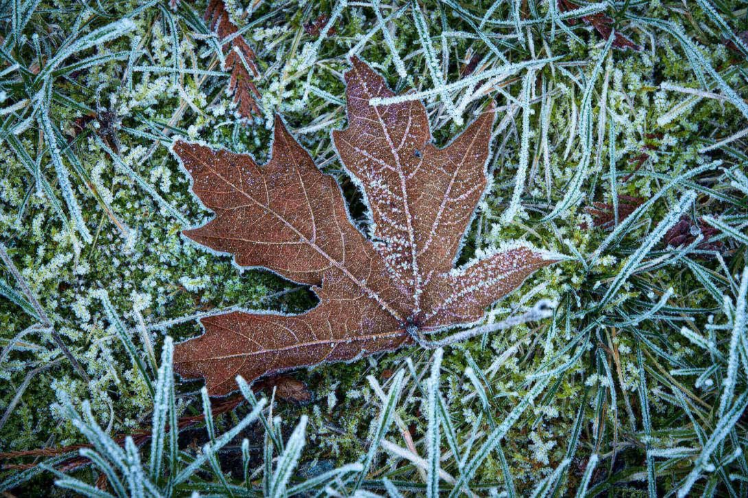 frozen leaf