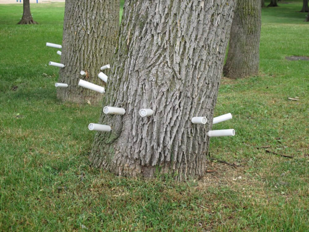 Emerald Ash Borer Treatment