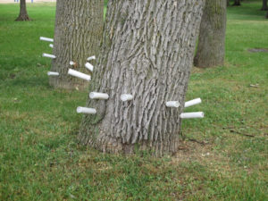 2 Emerald Ash Borer Treatment Lexington Richmond Kentucky 300x225