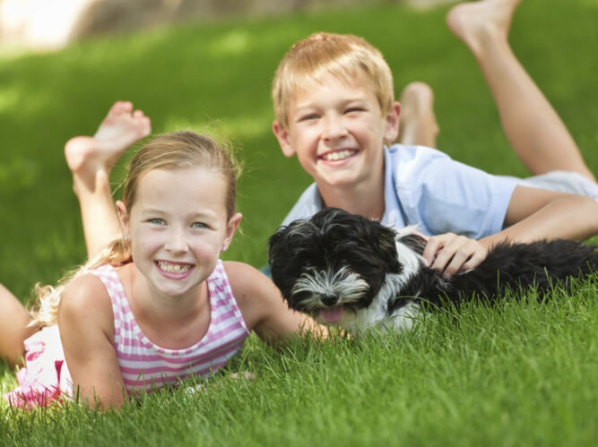 Flea & Tick Control