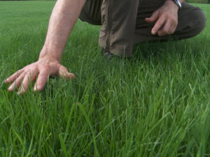 1 lawn fertilization richmond lexington kentucky 300x225