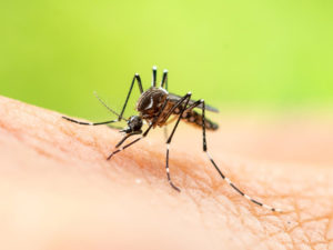 2 Insect Mosquito Control Lexington Richmond Kentucky 300x225